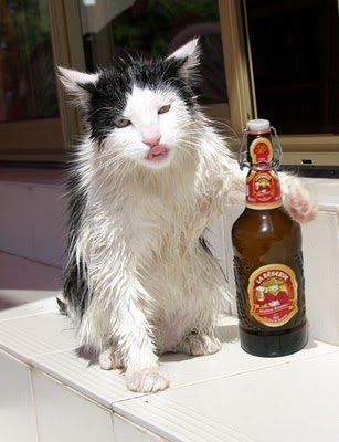 cats_drinking_beer_22.jpg