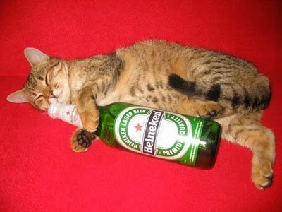 cats_drinking_beer_23.jpg