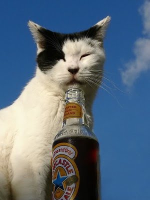 cats_drinking_beer_24.jpg