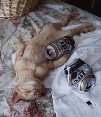 cats_drinking_beer_25.jpg