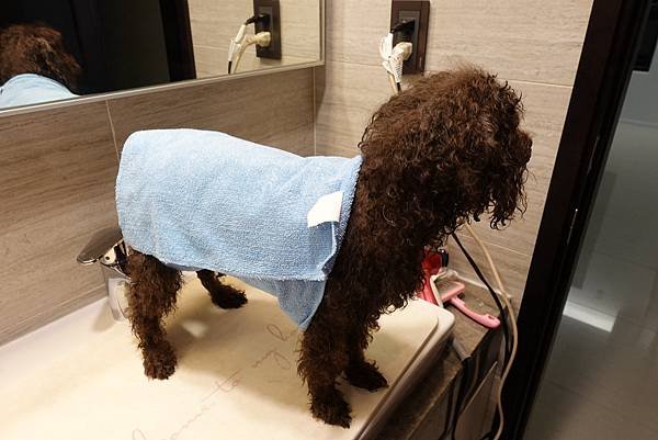 [開箱] Arf Arf 旺芙 寵物專用洗毛精