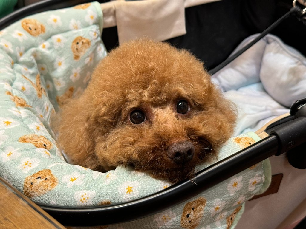 [高雄.三民] Deli Puppy 寵物友善餐廳.柴柴狗店