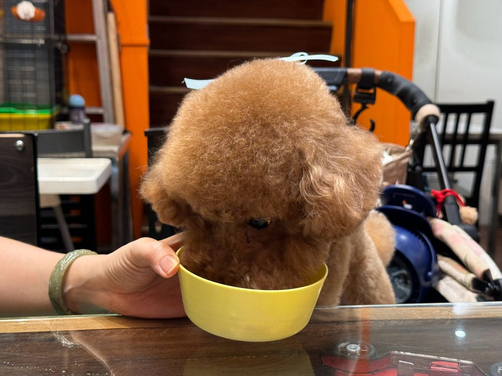 [高雄.三民] Deli Puppy 寵物友善餐廳.柴柴狗店