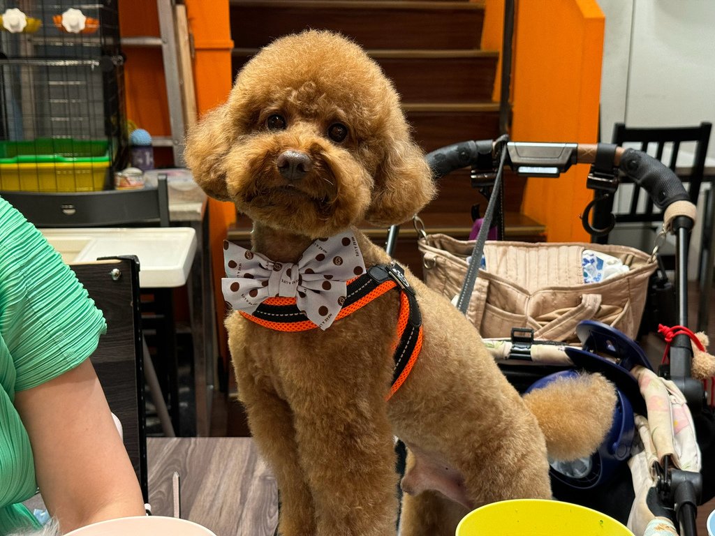 [高雄.三民] Deli Puppy 寵物友善餐廳.柴柴狗店
