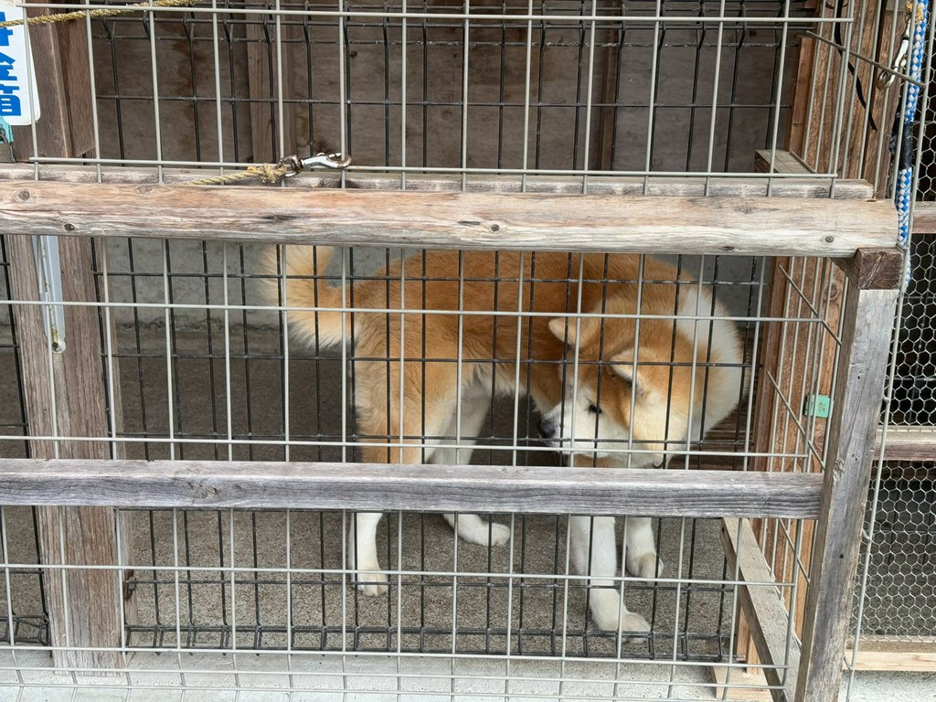 [日本.秋田] 田澤湖.散發琉璃靛藍色的日本第一深湖泊