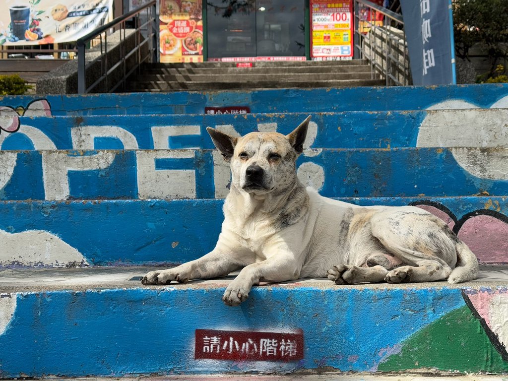 [南投.仁愛] 清境農場小瑞士花園