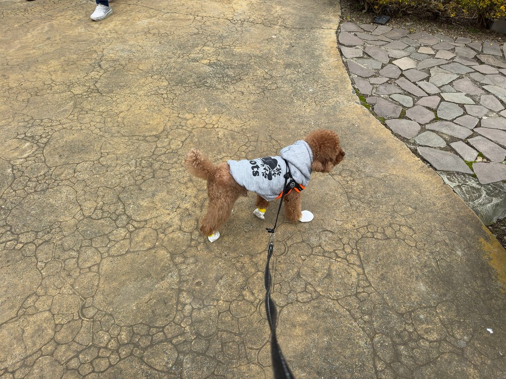[南投.仁愛] 清境農場小瑞士花園