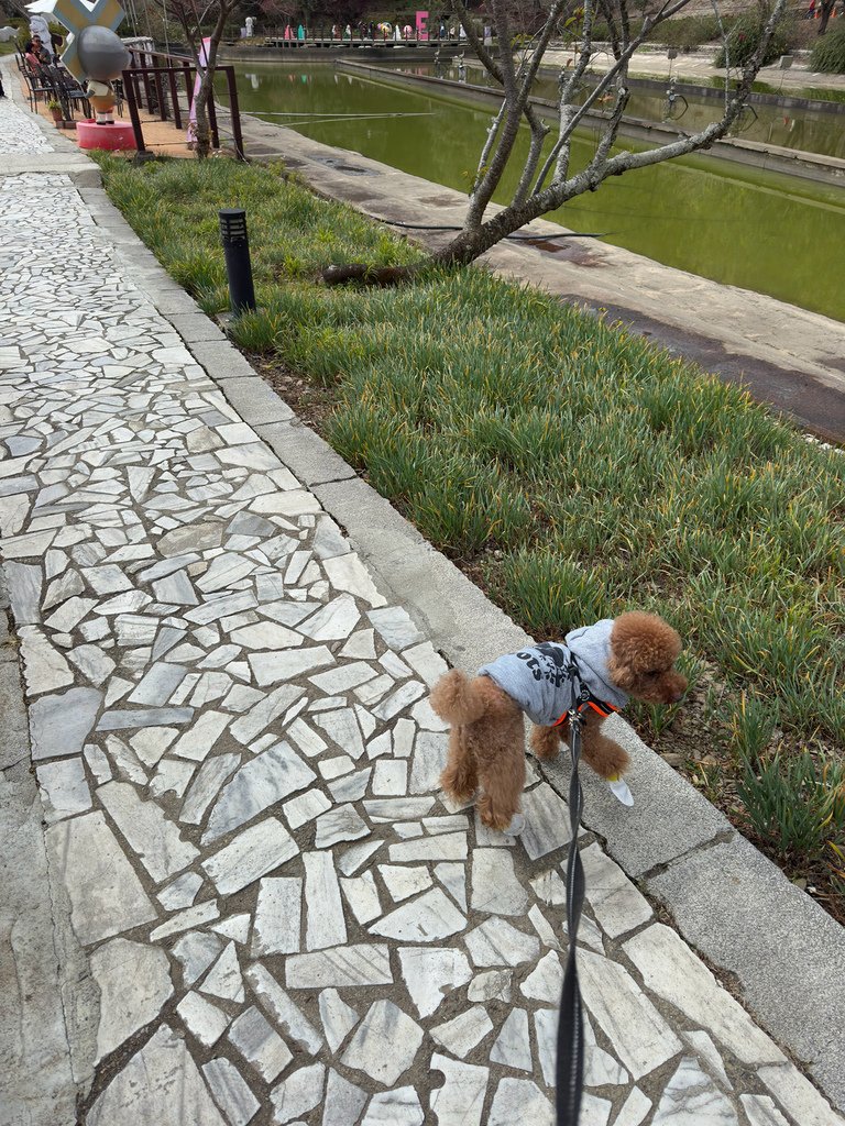 [南投.仁愛] 清境農場小瑞士花園