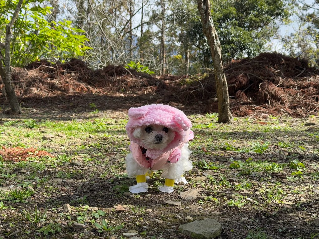 [南投.仁愛] 清境農場小瑞士花園