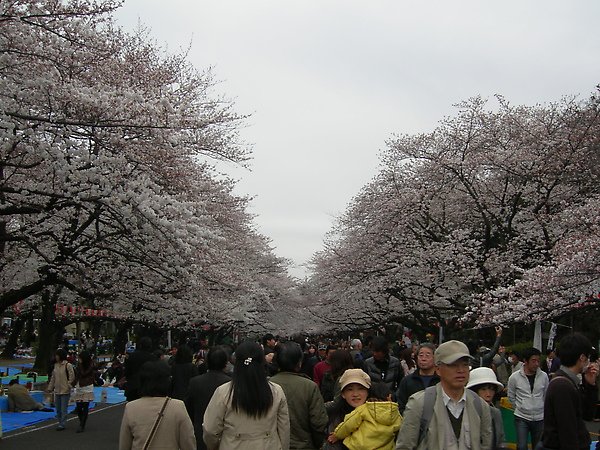 2010.03.31 淺草、上野公園 081.jpg