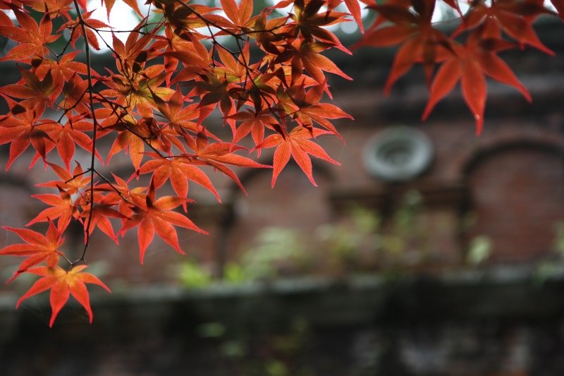 京都祇園祭行212