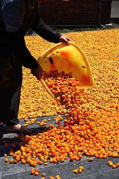 豔陽下的宜蘭味08.jpg