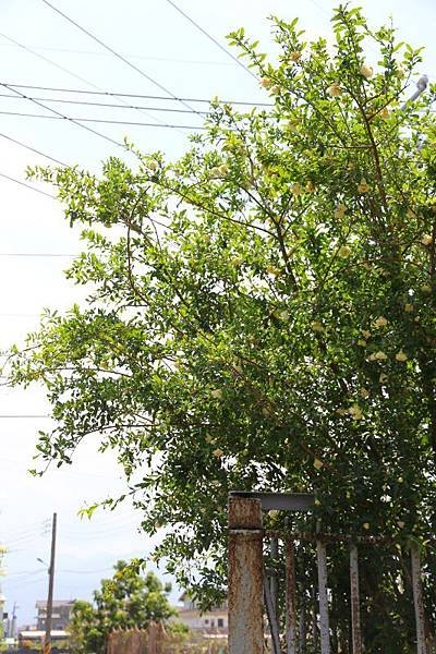 白花石榴05.jpg
