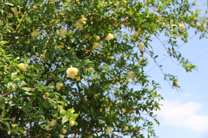 白花石榴01.jpg