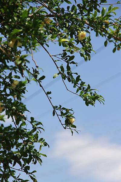 白花石榴04.jpg