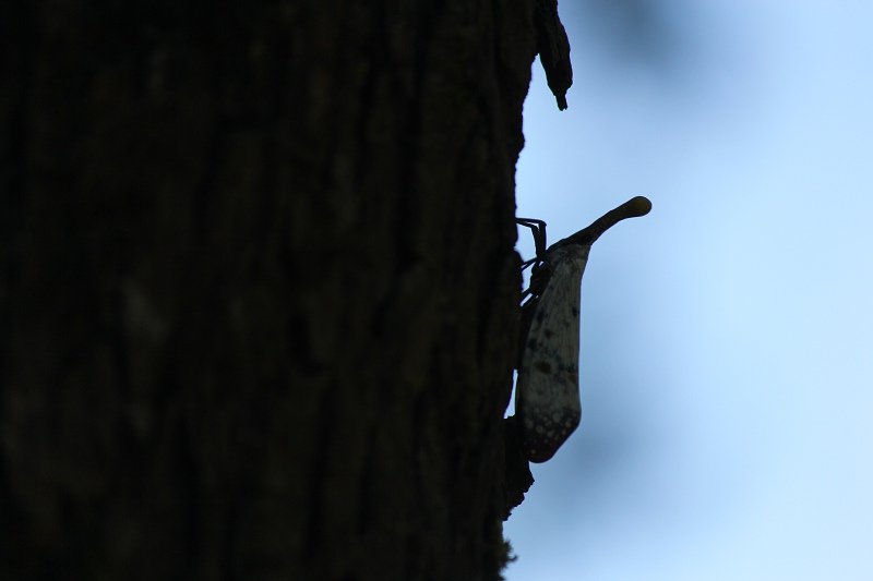 IMG_7882.jpg