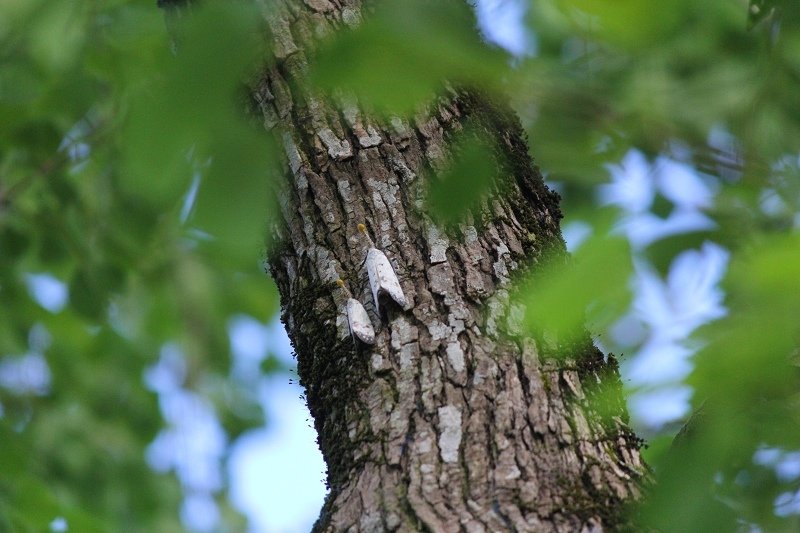 IMG_7886.jpg