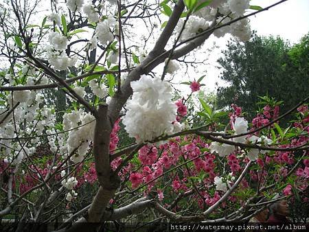 植物園-18