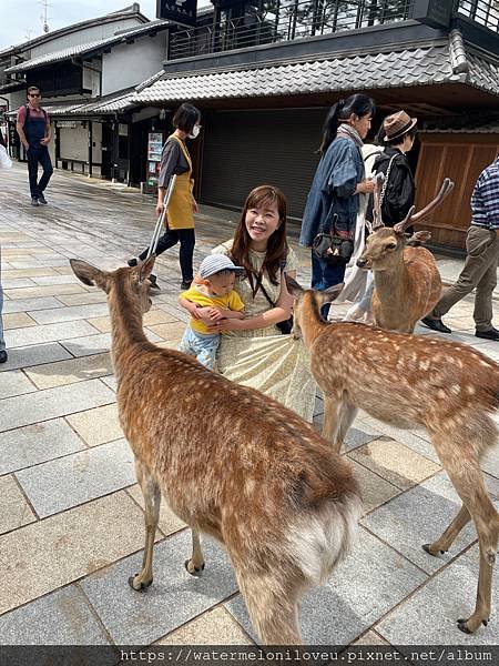 大阪自由行-Day4 清水寺 &amp; 伏見稻荷大社 &amp; 奈良公園