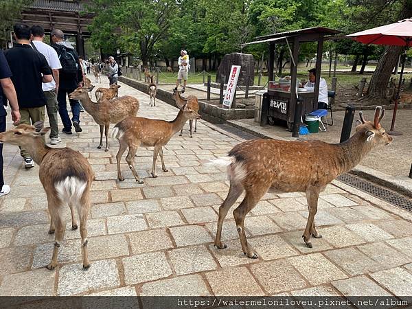 大阪自由行-Day4 清水寺 &amp; 伏見稻荷大社 &amp; 奈良公園