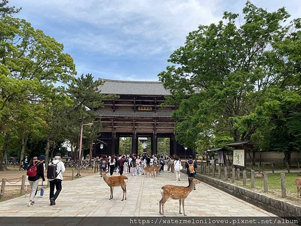 大阪自由行-Day4 清水寺 &amp; 伏見稻荷大社 &amp; 奈良公園