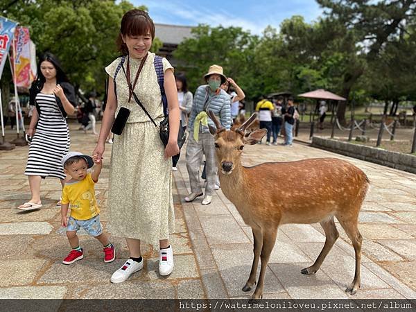 大阪自由行-Day4 清水寺 &amp; 伏見稻荷大社 &amp; 奈良公園