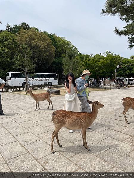 大阪自由行-Day4 清水寺 &amp; 伏見稻荷大社 &amp; 奈良公園