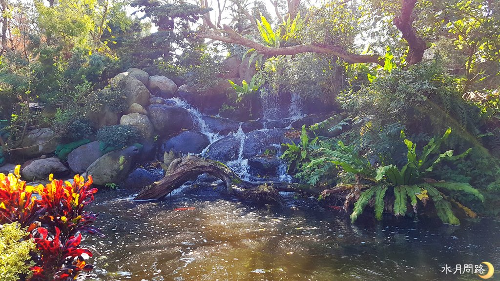 花露休閒農場_生態魚池_水月問路1.jpg