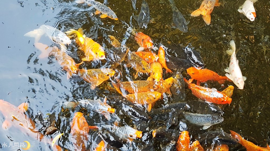 花露休閒農場_雨林部落餐廳_水月問路12.jpg