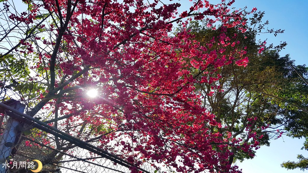 花露休閒農場_薰衣草花田區_水月問路13.jpg