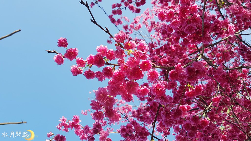 花露休閒農場_薰衣草花田區_水月問路15.jpg