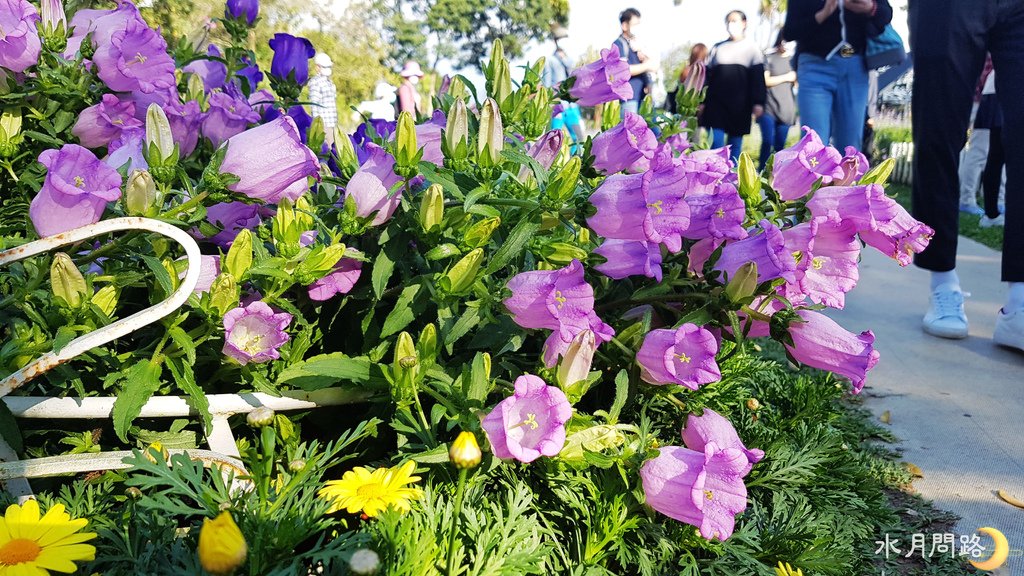 花露休閒農場_薰衣草花田區_水月問路18.jpg