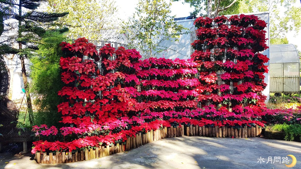 花露休閒農場_植栽區_水月問路2.jpg