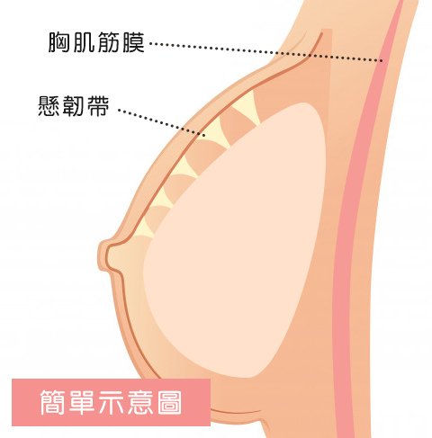 胸部軟2.jpg