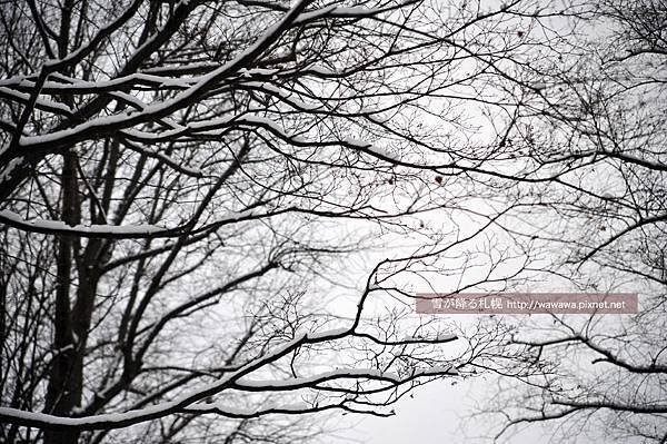 札幌DSC_9991.1s