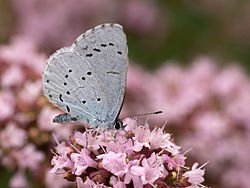 250px-Faulbaum-Bläuling_Celastrina_argiolus_auf_Oregano_Origanum_vulgare_Thüngen005