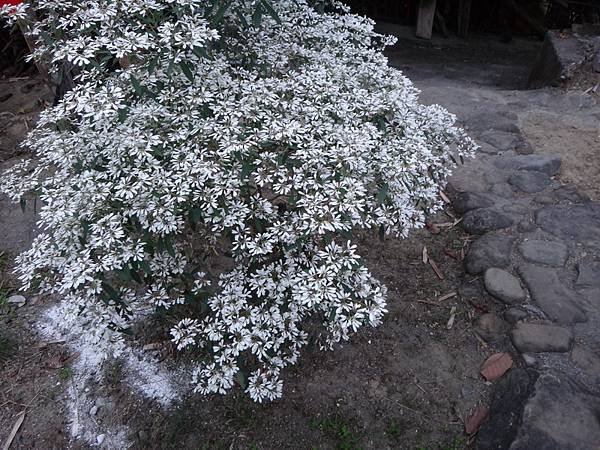 DSC03559_調整大小.JPG