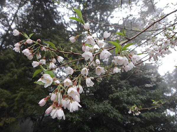 DSC04223_調整大小.JPG