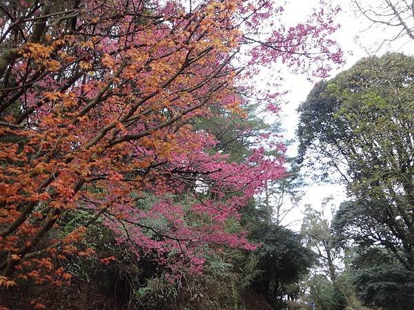 DSC04231_調整大小.JPG