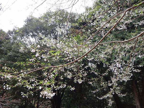 DSC04238_調整大小.JPG