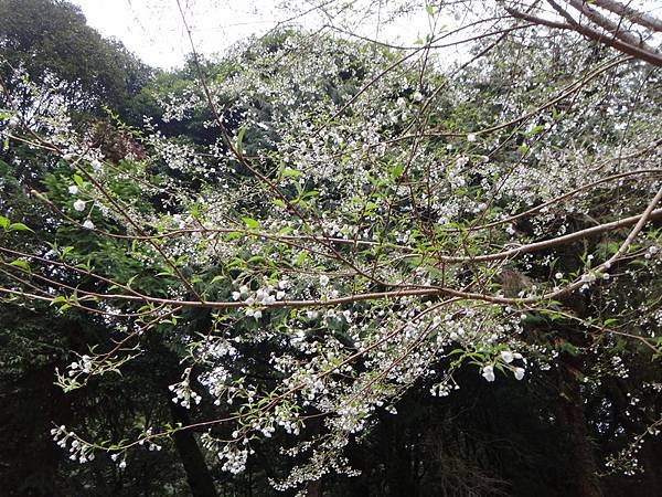 DSC04237_調整大小.JPG