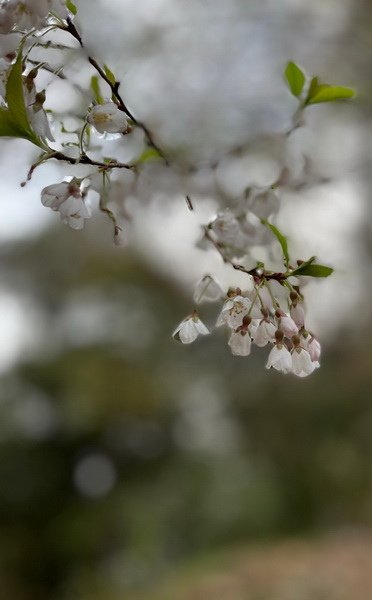 line_168835109322426_調整大小.jpg