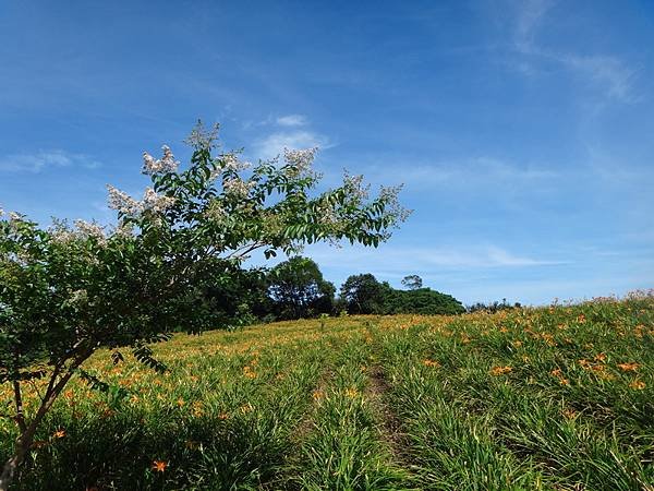 DSC07799_調整大小.JPG
