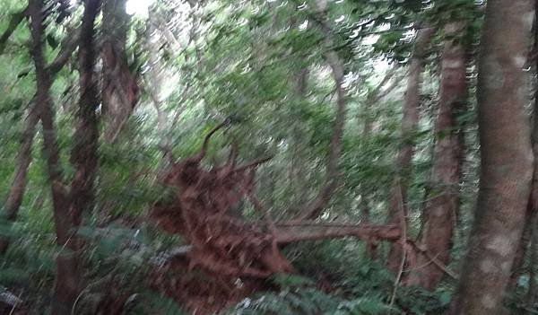 DSC03179_調整大小.JPG
