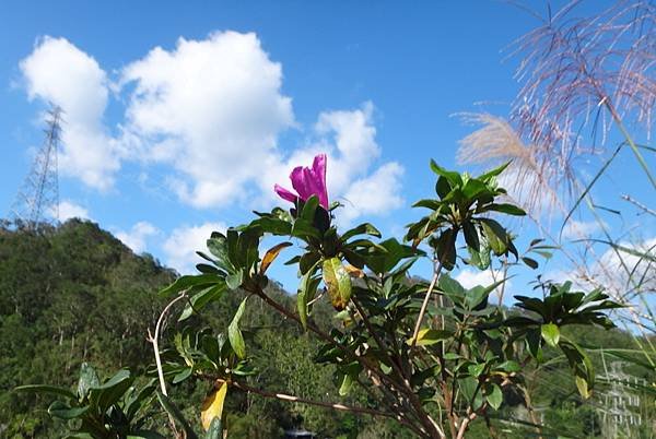 DSC05439_調整大小.JPG
