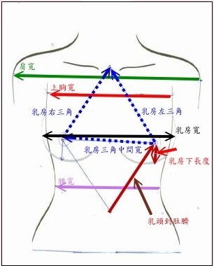 胸型比例