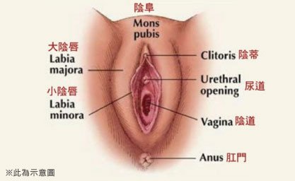 小陰唇位置.jpg