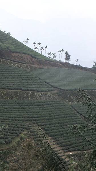 壯觀的茶山.JPG