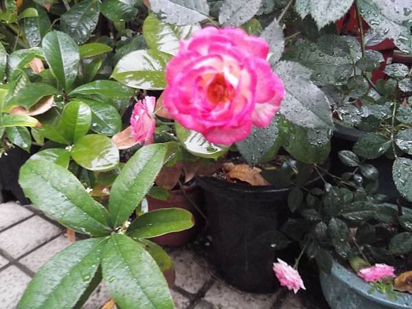 玫瑰開花DSCF8276