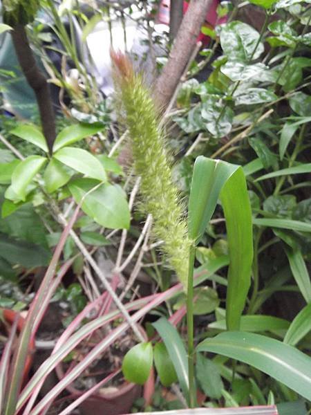 稻穗DSCF8821